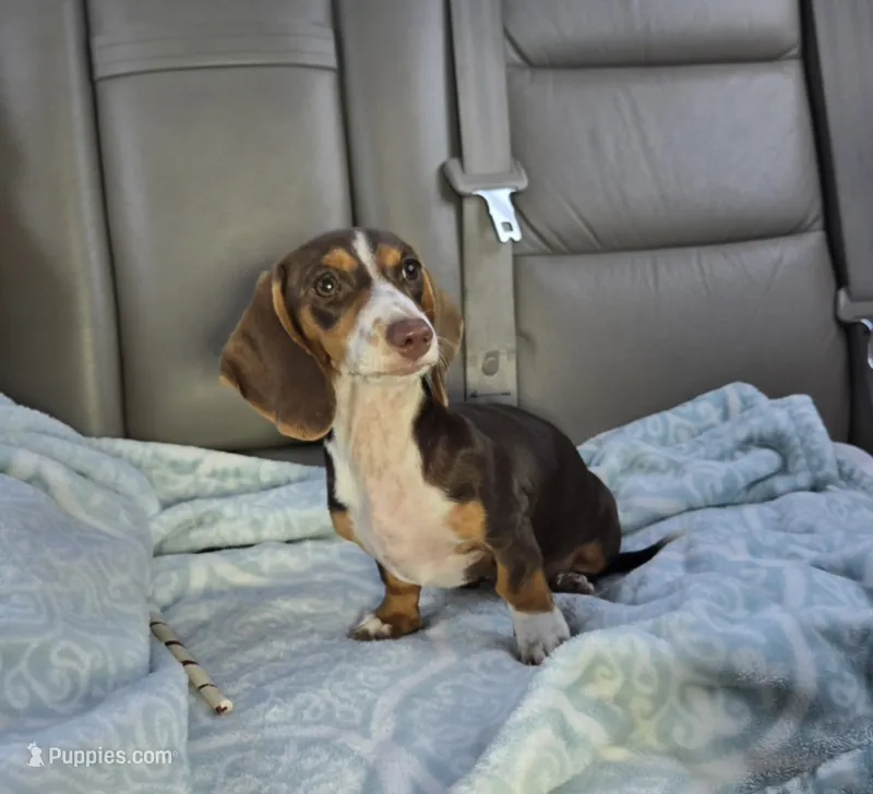 Sweet Laicey  – Miniature Dachshund puppy for sale in Naples, FL