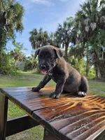 Dozer, a male Border Collie and Cane Corso for sale in Naples, FL – 3 of 9