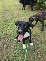 Buddy, a male Border Collie and Cane Corso for sale in Naples, FL – 2 of 5