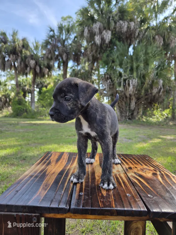 Pumpkin – Border Collie, Cane Corso puppy for sale in Naples, FL