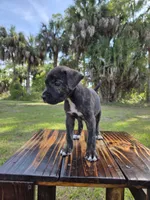 Pumpkin, a female Border Collie and Cane Corso for sale in Naples, FL – 1 of 10