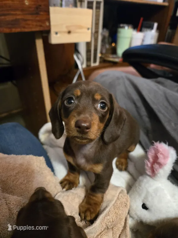 Biscuit  – Miniature Dachshund puppy for sale in Naples, FL