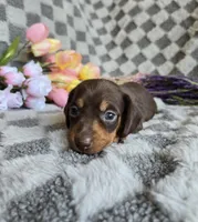 Biscuit , a female Miniature Dachshund for sale in Naples, FL – Photo 3 of 9