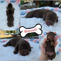 Biscuit , a female Miniature Dachshund for sale in Naples, FL – Photo 5 of 9