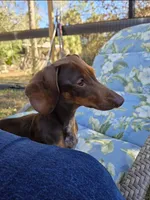 Biscuit , a female Miniature Dachshund for sale in Naples, FL – Photo 6 of 9
