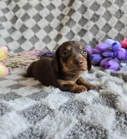 Biscuit , a female Miniature Dachshund for sale in Naples, FL – Photo 2 of 9