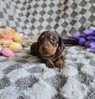 Biscuit , a female Miniature Dachshund for sale in Naples, FL – Photo 1 of 9