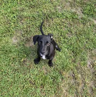 Sweet Buddy, a male Border Collie and Cane Corso for sale in Naples, FL – 3 of 8