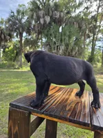 Panther, a male Border Collie and Cane Corso for sale in Naples, FL – 2 of 9