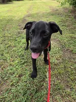Dumbell- Free to forever home, a male Border Collie and Cane Corso for sale in Naples, FL – 5 of 6