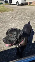 Dumbell- Free to forever home, a male Border Collie and Cane Corso for sale in Naples, FL – 3 of 6