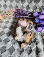 Daisey , a female Miniature Dachshund for sale in Naples, FL – Photo 5 of 10