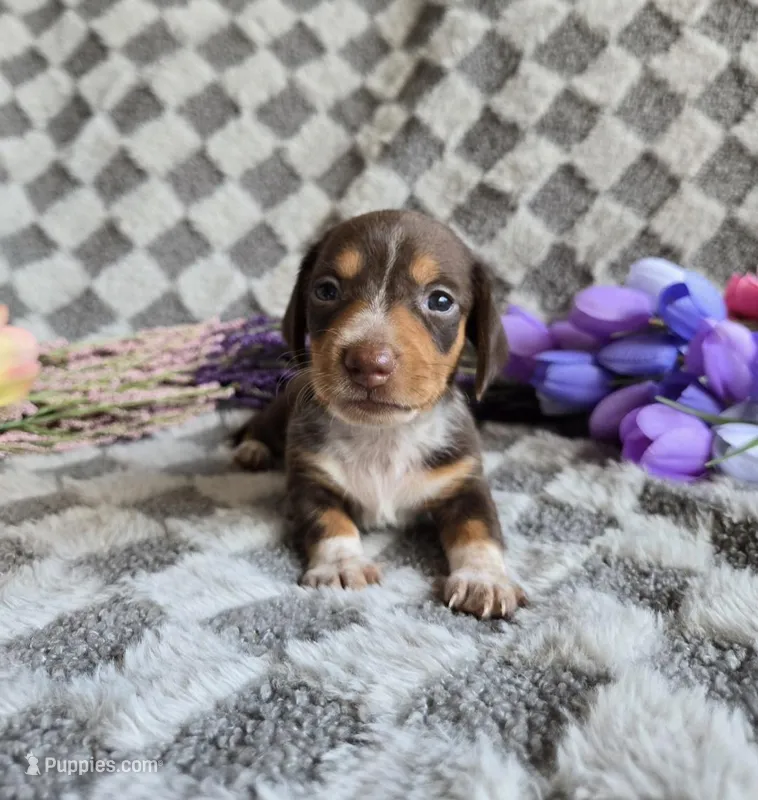 Daisey  – Miniature Dachshund puppy for sale in Naples, FL