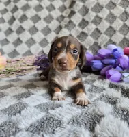 Daisey , a female Miniature Dachshund for sale in Naples, FL – Photo 1 of 10