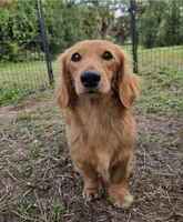 Daisey , a female Miniature Dachshund for sale in Naples, FL – Photo 9 of 10