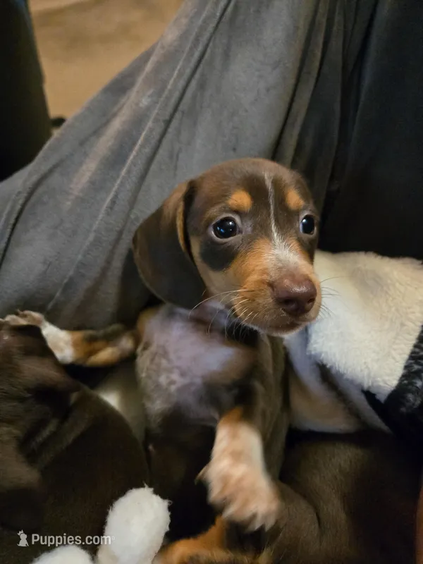 Daisey  – Miniature Dachshund puppy for sale in Naples, FL