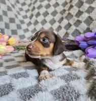 Daisey , a female Miniature Dachshund for sale in Naples, FL – Photo 4 of 10