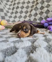Daisey , a female Miniature Dachshund for sale in Naples, FL – Photo 2 of 10