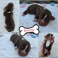 Daisey , a female Miniature Dachshund for sale in Naples, FL – Photo 6 of 10