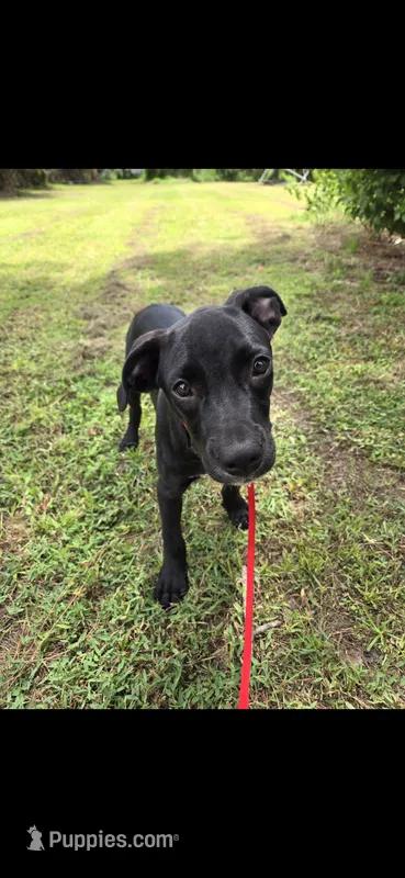 Dumbell- Free to forever home – Border Collie, Cane Corso puppy for sale in Naples, FL