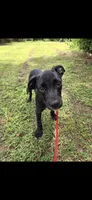 Dumbell- Free to forever home, a male Border Collie and Cane Corso for sale in Naples, FL – 1 of 6