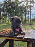 Dozer, a male Border Collie and Cane Corso for sale in Naples, FL – 5 of 9