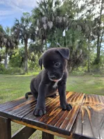Sweet male mix, a male Border Collie and Cane Corso for sale in Naples, FL – 6 of 7
