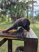 Dumbell , a male Border Collie and Cane Corso for sale in Naples, FL – 3 of 9