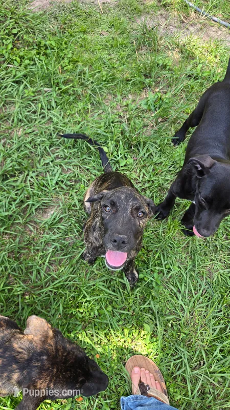 Pumpkin – Border Collie, Cane Corso puppy for sale in Naples, FL