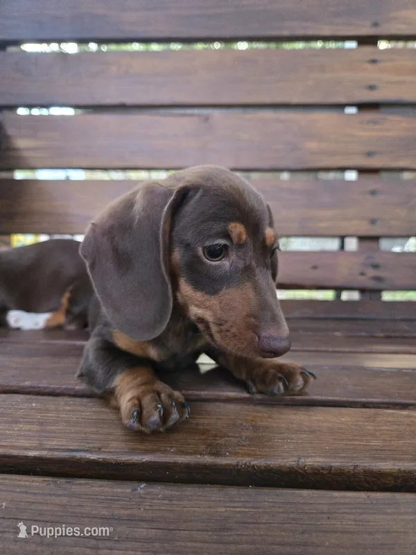 Honey Biscuit  – Miniature Dachshund puppy for sale in Naples, FL
