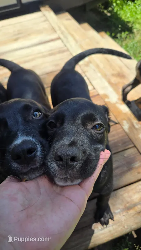 Dumbell – Border Collie, Cane Corso puppy for sale in Naples, FL