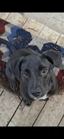 Sweet Buddy, a male Border Collie and Cane Corso for sale in Naples, FL – 1 of 8