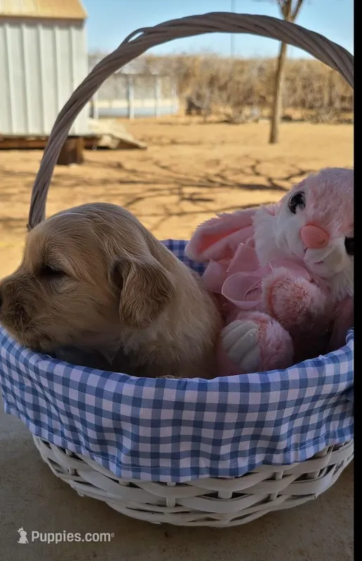 Little Sassy – Golden Retriever puppy for sale in Eunice, NM