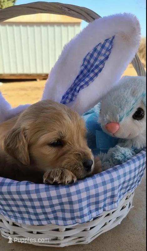 Cooper – Golden Retriever puppy for sale in Eunice, NM