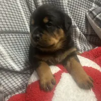 Pink collar, a female Rottweiler for sale in Wells, VT – 1 of 1