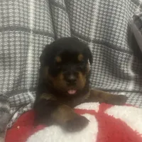Blue collar, a male Rottweiler for sale in Wells, VT – 1 of 1