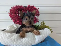 Rusty, a male Yorkshire Terrier for sale in Loogootee, IN – Photo 8 of 10
