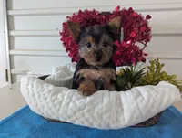 Rusty, a male Yorkshire Terrier for sale in Loogootee, IN – Photo 2 of 10