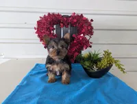 Rusty, a male Yorkshire Terrier for sale in Loogootee, IN – Photo 4 of 10