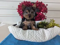 Rusty, a male Yorkshire Terrier for sale in Loogootee, IN – Photo 9 of 10