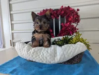 Rusty, a male Yorkshire Terrier for sale in Loogootee, IN – Photo 10 of 10