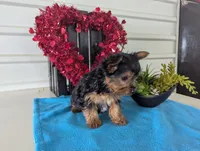 Rusty, a male Yorkshire Terrier for sale in Loogootee, IN – Photo 7 of 10