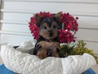 Rusty, a male Yorkshire Terrier for sale in Loogootee, IN – Photo 5 of 10