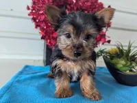 Rusty, a male Yorkshire Terrier for sale in Loogootee, IN – Photo 1 of 10