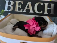 Princess, a female Yorkshire Terrier for sale in Loogootee, IN – 7 of 10