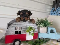 Buckley , a male Yorkshire Terrier for sale in Loogootee, IN – 10 of 10