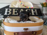 Paxton, a male Yorkshire Terrier for sale in Loogootee, IN – 4 of 10