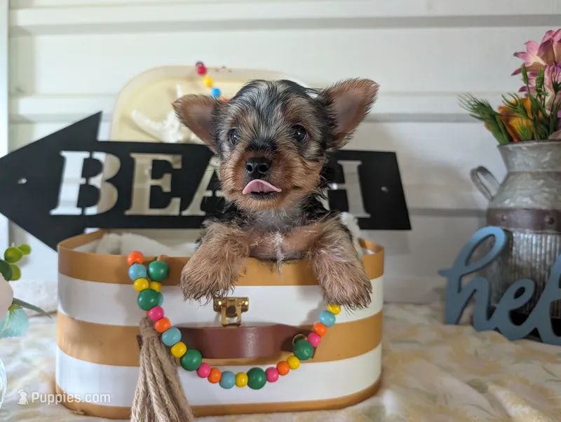 Cane – Yorkshire Terrier puppy for sale in Loogootee, IN