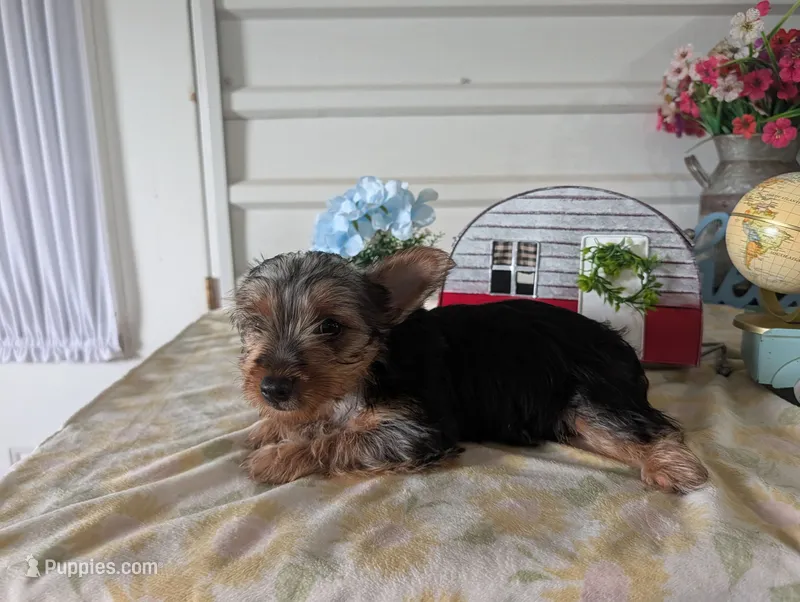 Cane – Yorkshire Terrier puppy for sale in Loogootee, IN