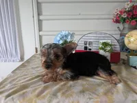 Cane, a male Yorkshire Terrier for sale in Loogootee, IN – 4 of 10